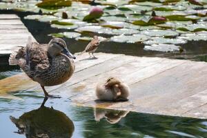 A duck with cute little duckling at the wooden bridge in a pond covered with water lilies photo
