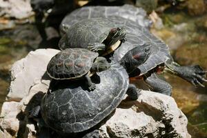 Aquatic turtles lie in the sun in a pond in the National Garden of Athens photo