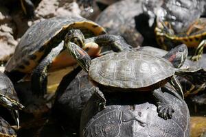 Aquatic turtles Chrysemys picta lie in the sun in a pond in National Garden of Athens photo