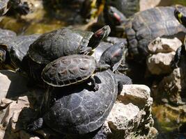 Aquatic turtles Chrysemys picta lie in the sun in a pond in the National Garden of Athens. photo