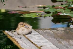Cute duckling at the wooden bridge in a pond covered with water lilies photo