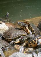 Aquatic turtles Chrysemys lie in the sun in a pond in the National Garden of Athens photo