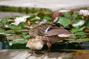 A female duck with a cute duckling at the wooden bridge in a pond covered with water lilies photo