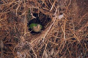 Monk Parakeet Calita Myiopsitta monachus wild green parrot in its nest on a tree photo