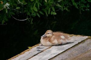 Cute little duckling at the wooden bridge in a pond photo