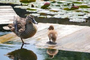 Female duck with cute little duckling at the wooden bridge in a pond covered with water lilies photo