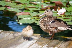 A female duck with a cute little duckling at the wooden bridge in a pond covered with water lilies photo