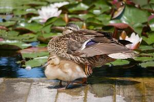 A female duck with cute little duckling at the wooden bridge in a pond covered with water lilies photo