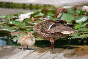 A female duck with cute duckling at the wooden bridge in a pond covered with water lilies photo