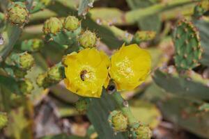 Blooming cactus opuntia prickly pear with a bee collecting nectar inside a yellow flower photo
