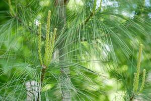 Young sprouts shoots of fir spruce. Young branches of coniferous tree. Green background, healthy lifestyle concept photo