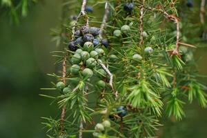 Juniper berries on a tree branch close up. Cooking, seasonings and spices concept photo