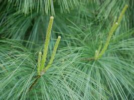 Young sprout shoot of fir spruce. Young branches of coniferous tree. Green background, healthy lifestyle concept photo