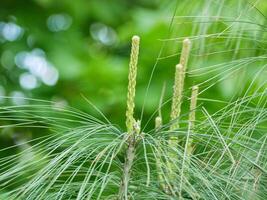 Young shoots of fir spruce. Young branches of coniferous tree. Green background, healthy lifestyle concept photo