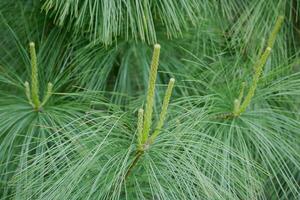 Young sprout of fir spruce. Young branches of coniferous tree. Green background, healthy lifestyle concept photo