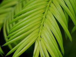 Green coniferous tree branch close-up macro. Background abstract texture high quality detailed pattern wallpaper with copy space for text. Nature organic ecology minimalism concept photo