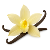 Vanilla flower with bean pods isolated on transparent background, natural flavor and aromatic spice png