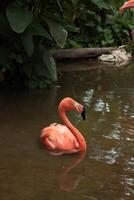two flamingos are swimming in the water photo