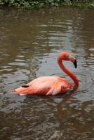 a flamingo floating in a pond with trees photo