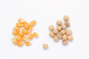 soybeans and corn on white background photo