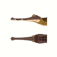 set of gharial head illustrations isolated with two views. dangerous exotic predator reptile vector