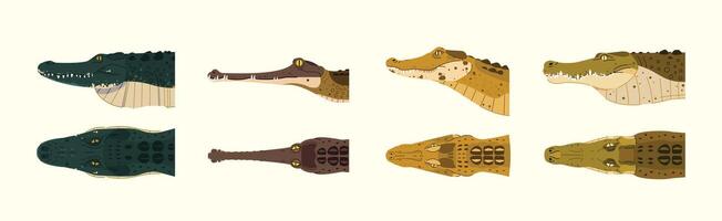 differences between crocodile, garial, caiman and alligator species in physical form, cartoon illustration. crocodile collection set vector