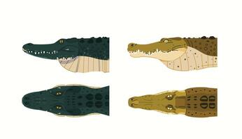 differences between crocodile and alligator species in physical form, cartoon illustration set vector