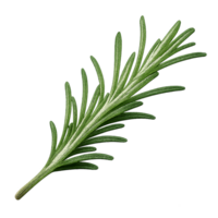 Fresh Rosemary Herb Sprig Isolated on Transparent Background png