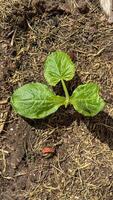 Emerging cucumber sprout gleams with verdant promise, heralding renewal earth cradles nascent vitality whispering ancient whispers of spring photo