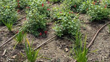 Lush rosebushes whisper in verdant harmony with hidden irrigation streams, embodying Earth Days quiet homage and National Gardening Days vibrant soul photo