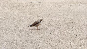Solitary seagull struts across sunlit gravel, embodying solitude of All Souls Day, whispering secrets of coastal meditation photo