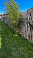 Rustic bamboo whispers natures secrets alongside a timeworn fence, evoking Bamboo Festival serenity and hidden garden realms photo