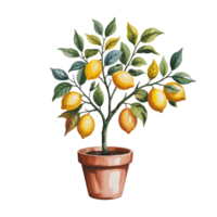 A potted lemon tree is depicted, showcasing several ripe lemons hanging from its branches cutouts png