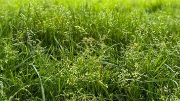Lush emerald grass whispers secrets of Beltanes dawn, nurturing lifes embrace, green sanctuary for hidden May Day rituals photo