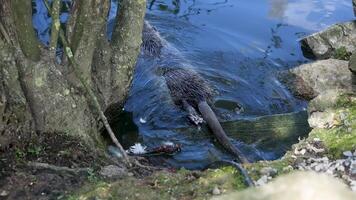 Wildlife exploring near a pond in a forest during daylight hours video