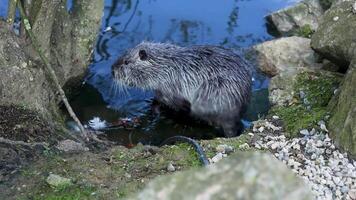 Nutria explores rocky pond in natural habitat during sunny afternoon video