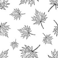Seamless maple leaf pattern. graphics. Black and white hand-drawn illustration. On a white background. Great for textiles and packaging, postcards and labels, prints and more. vector
