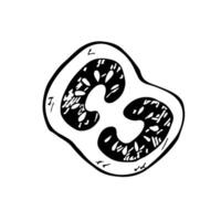 Tomato slice. graphics, black and white hand-drawn illustration. Isolate on a white background. For packaging and labels, banners and posters. For restaurant and bar menus. vector