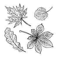 A set of leaves from different trees, maple, oak, chestnut and aspen leaves. graphics. Black and white hand-drawn illustration. On a white background. For stickers, packaging, postcards, labels vector
