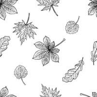 Seamless pattern of leaves from different trees, maple, oak, chestnut and aspen. graphics. Black and white hand-drawn illustration. On a white background. Great for textiles and packaging vector