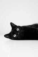 Black cat lying on white floor photo