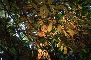 Spectral tarsier hidden in the forest at Tentena, Sulawesi, Indonesia photo