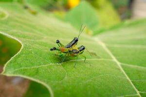 Grasshoppers mating on a leaf in Cuyabeno Reserve photo