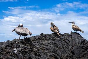Blue-footed booby and pelican on volcanic rocks, Isabela Island, Galapagos, Ecuador photo