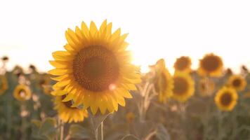 Sunflower field at sunset video