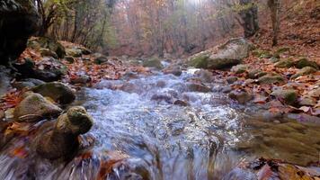 A stream running through a forest with rocks and leaves video