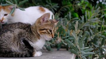 Two cats are sitting on a ledge near some plants video