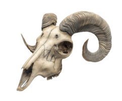 Curated display of ram skull with detailed horn structure for decor png