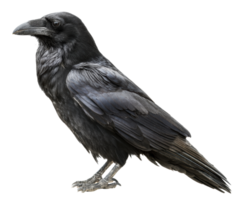 Majestic raven standing tall with glossy black feathers and sharp eyes png