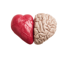 Connection between heart and brain symbolizing emotions and logic png